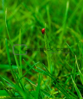 Lady-bird in summer grass