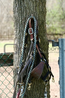 Horse bridel and rope on a tree