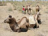 Camels in the Desert, Uzbekistan