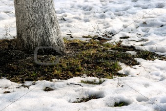 Growing grass and thawing snow