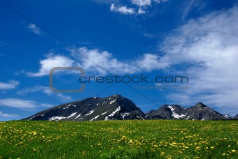 nice rural landscape with a field of flowers
