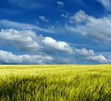 Wheat field under blue sky