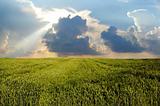 Wheat field under dark clouds