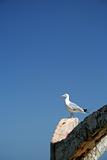 Gull on Black sea, Bulgaria