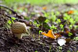 Forest mushroom in natural surroundings