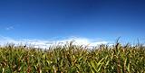 Corn field during summer