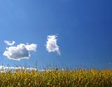 Corn field during summer