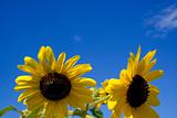Sunflowers under beautiful blue sky