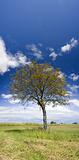 Wallnut tree in the field