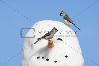 Tufted Titmice On A Snowman