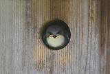 Baby Tree Swallow (tachycineta bicolor)