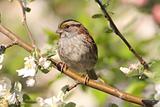 White-throated Sparrow (zonotrichia albicollis)