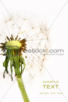 Dandelion detail isolated on white 