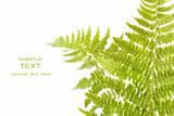 Fern leaves isolated on a white 
