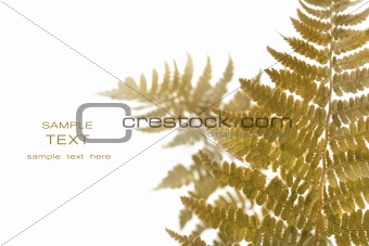 Fern leaves isolated on a white 