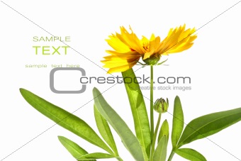 Yellow daisy isolated against white