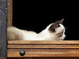 A cat lying in a wooden door frame