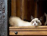 A cat lying in a wooden door frame