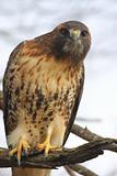 Red-tailed Hawk (buteo jamaicensis)