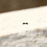 Solitary ant