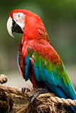 Parrot