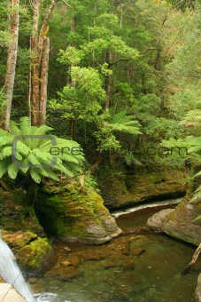 Liffey Gorge, Tasmania.