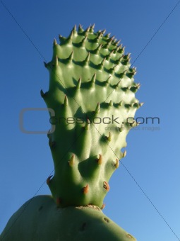 Green young Sagauro Cactus