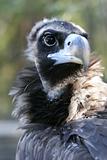 head of vulture