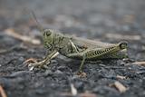 grasshopper on asphault