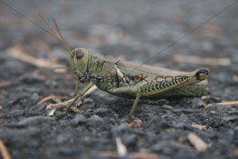 grasshopper on asphault