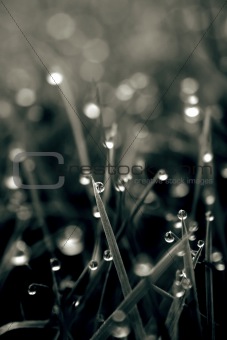 abstract grass with dew drops
