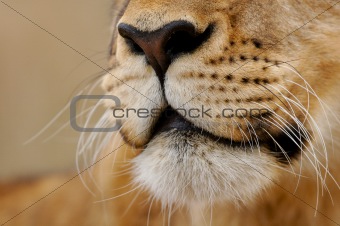 Lion face close-up 2