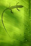 Lizard on Leaf