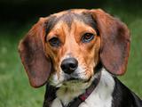 A Purebreed Beagle