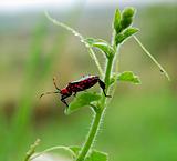 Red spotted bug