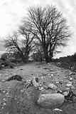 dry riverbed bw
