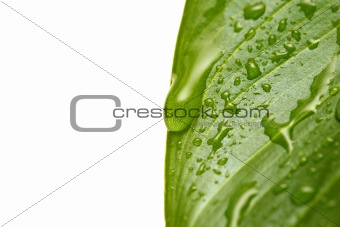 water droplets on leaf