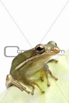 frog closeup on leaf
