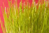Grass on red
