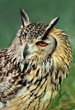  Eagle Owl