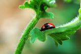 Ladybird hiding on leaf