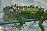 Iguana On Fence