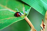 Ladybug with leaf
