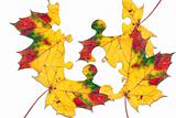 Leaf puzzle