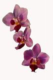 violet phalaenopsis