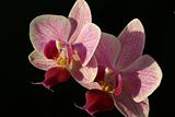 two violet orchid phalaenopsis on black background