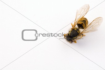 isolated bee 