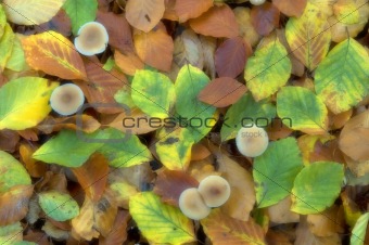 mushrooms surrounded by autumn leaves