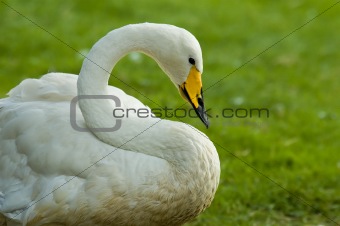 swan against green background