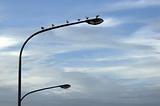 seagulls on street lantern